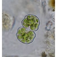 Cosmarium difficile