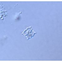 Cosmarium dilatatum