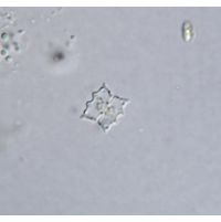 Cosmarium dilatatum