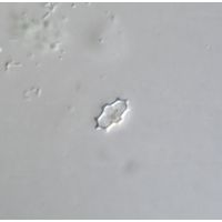 Cosmarium dilatatum