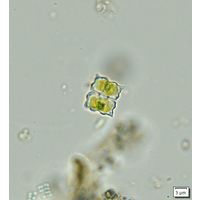 Cosmarium dilatatum