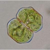 Cosmarium eichlerianum