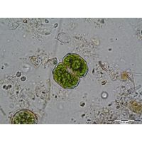 Cosmarium eichlerianum