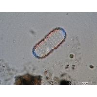 Cosmarium elegantissimum