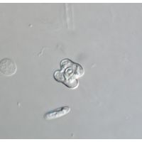 Cosmarium
