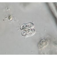 Cosmarium