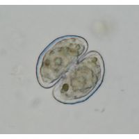 Cosmarium fontigenum