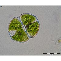 Cosmarium formosulum