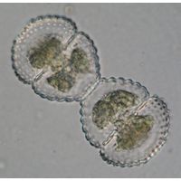 Cosmarium formosulum