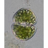 Cosmarium galeritum