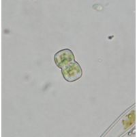 Cosmarium gonoides