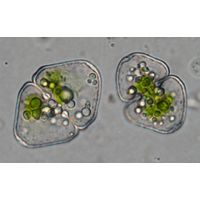 Cosmarium granatum