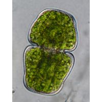 Cosmarium holmiense