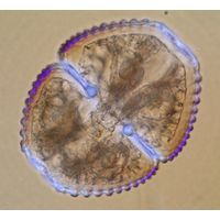 Cosmarium hornavanense