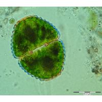Cosmarium hornavanense