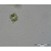Cosmarium humile