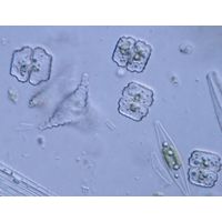 Cosmarium humile