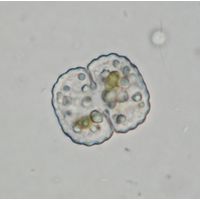 Cosmarium isthmochondrum