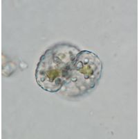Cosmarium isthmochondrum