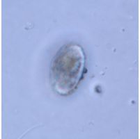 Cosmarium isthmochondrum