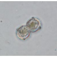 Cosmarium isthmochondrum
