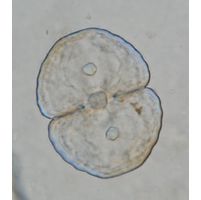Cosmarium jaoi