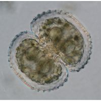 Cosmarium kirchneri