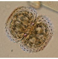 Cosmarium kirchneri