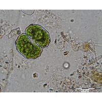 Cosmarium limnophilum