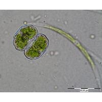 Cosmarium limnophilum