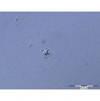 Cosmarium messikommeri