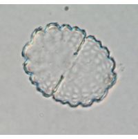 Cosmarium nasutum