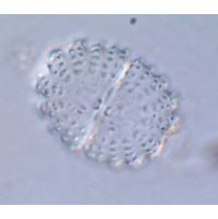 Cosmarium nasutum