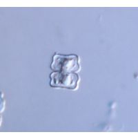 Cosmarium