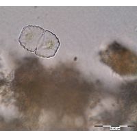 Cosmarium notabile