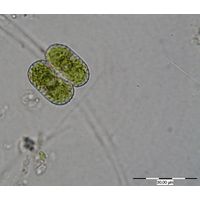 Cosmarium notatum