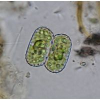 Cosmarium notatum