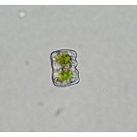 Cosmarium obliguum