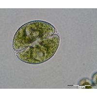 Cosmarium obsoletum