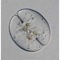 Cosmarium obsoletum