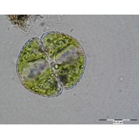 Cosmarium obtusatum