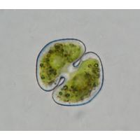 Cosmarium ocellatum