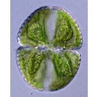 Cosmarium ochthodes
