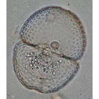 Cosmarium ochthodes