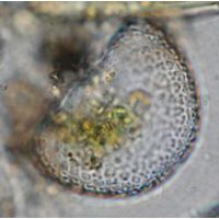 Cosmarium ochthodes