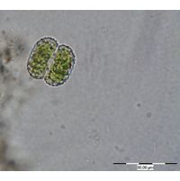 Cosmarium ordinatum