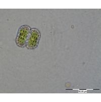 Cosmarium ordinatum