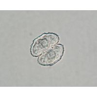Cosmarium ornatulum