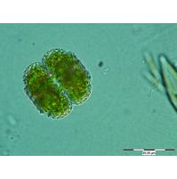 Cosmarium ornatum