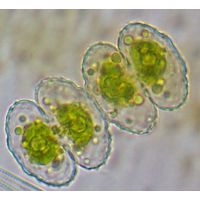Cosmarium ornatum